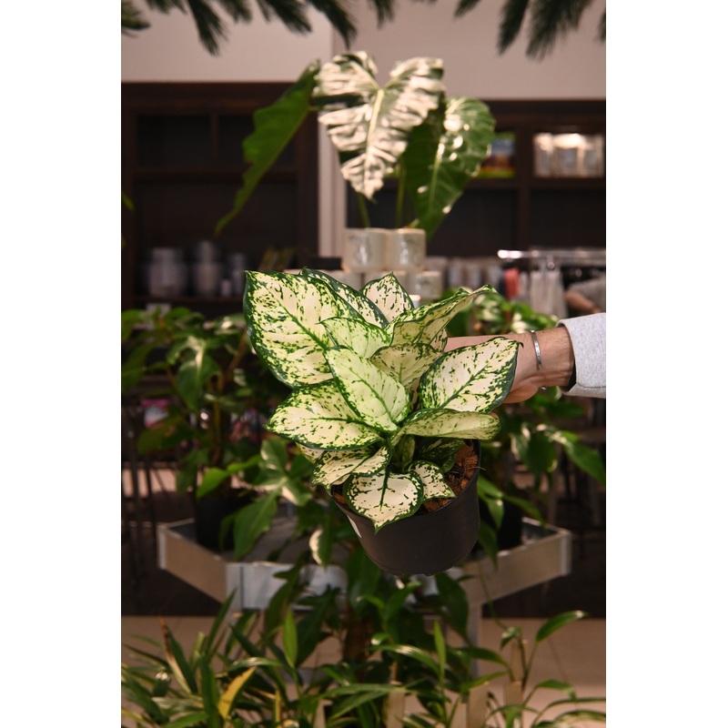 Aglaonema Variegata Pearls|6″