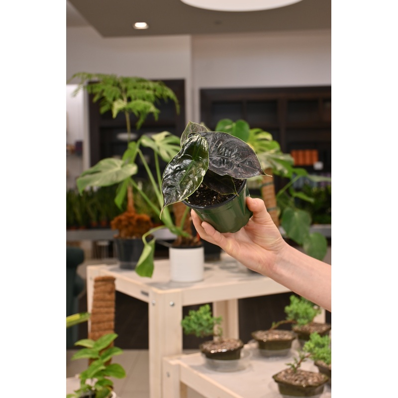 Alocasia Azlanii|2″|4″