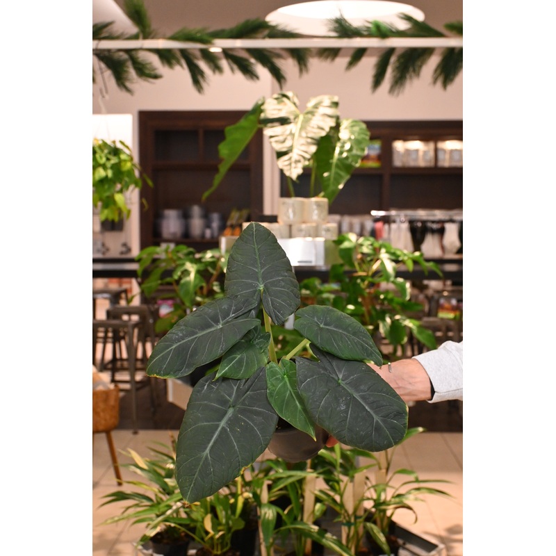 Alocasia Maharani|6″