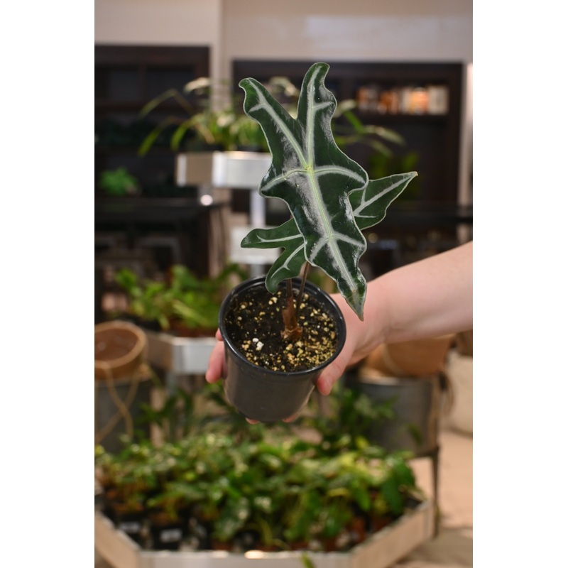 Alocasia Nobilis|4″