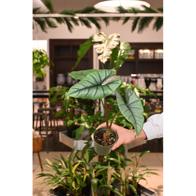 Alocasia Platinum|4″