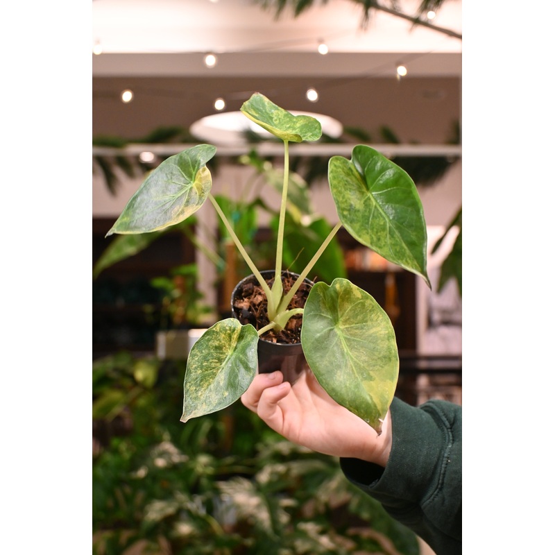 Alocasia Wentii Variegated|3″