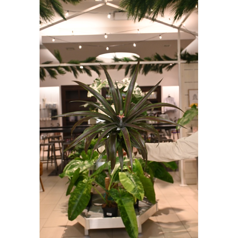 Ananas Comosus Red|6″