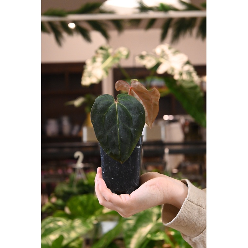 Anthurium Carlablackiae x BVEP