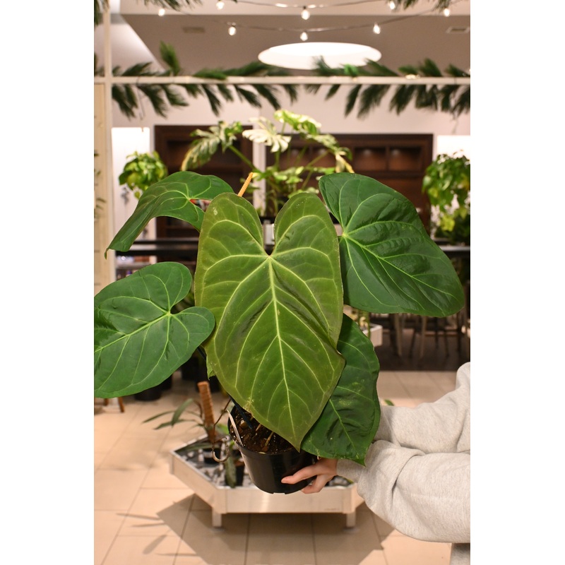 Anthurium Chamberlainii x Anthurium Portillae