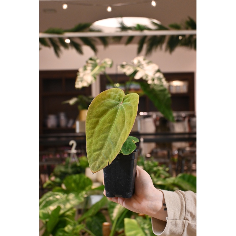 Anthurium Forgetii x BVEP|3″