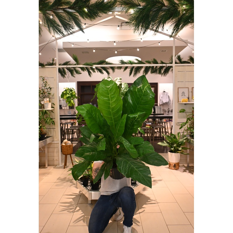 Anthurium Hookerii|10″