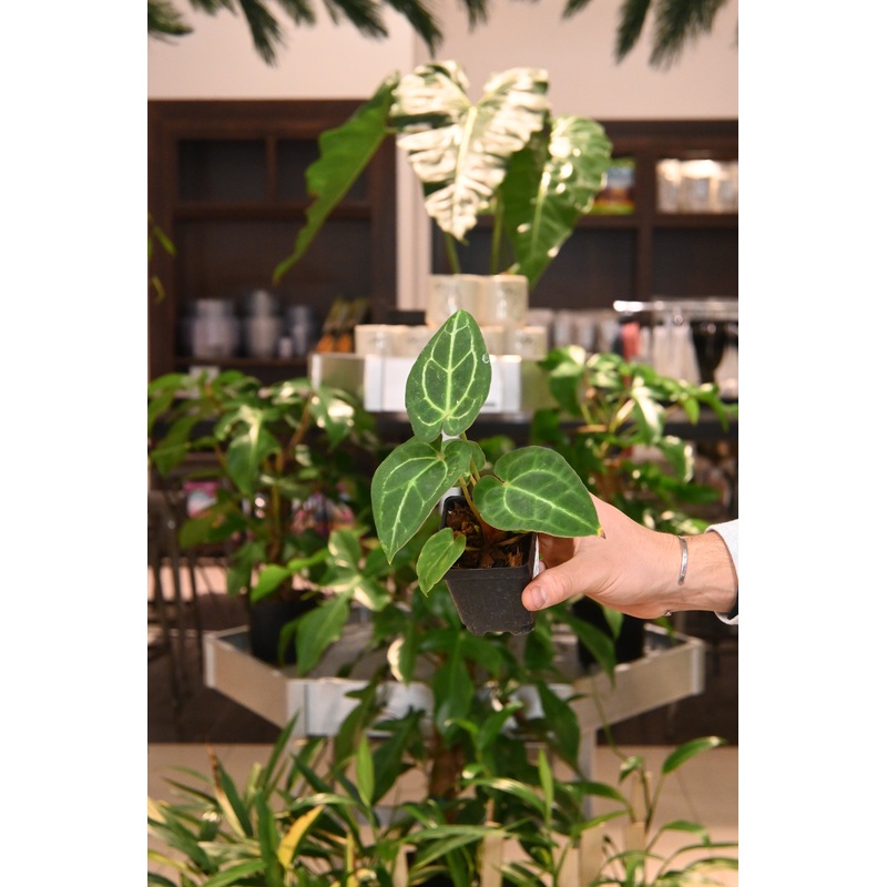 Anthurium Maghi (Magnificum Hybrid) x MCI (Besseae type)