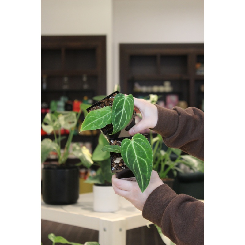 Anthurium Magnificum|4″