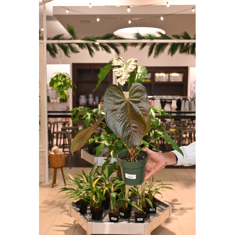 Anthurium Queen of Hearts|6″