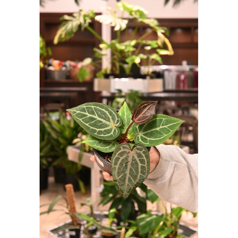 Anthurium ‘Zara’|5″