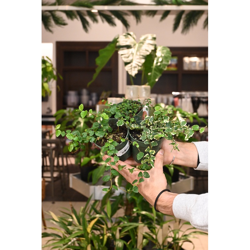 Assorted Ficus 4