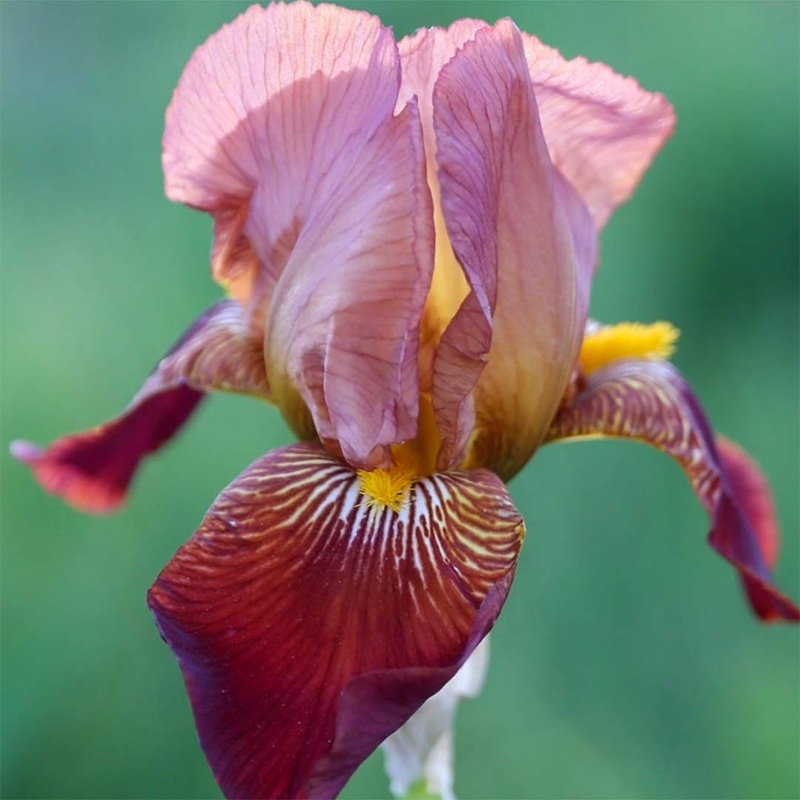 Iris ‘Action Front’|2 litre
