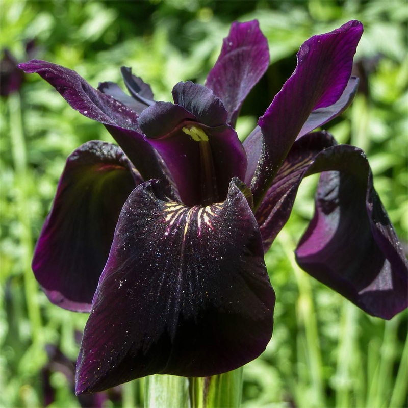 Iris chrysographes|2 litre