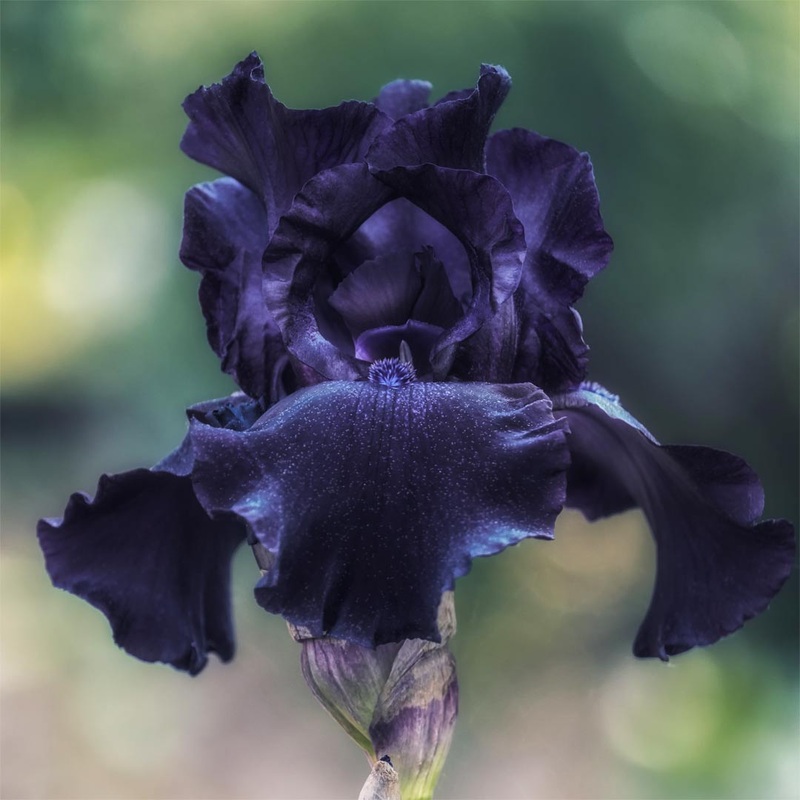 Iris ‘Deep Black’|2 litre