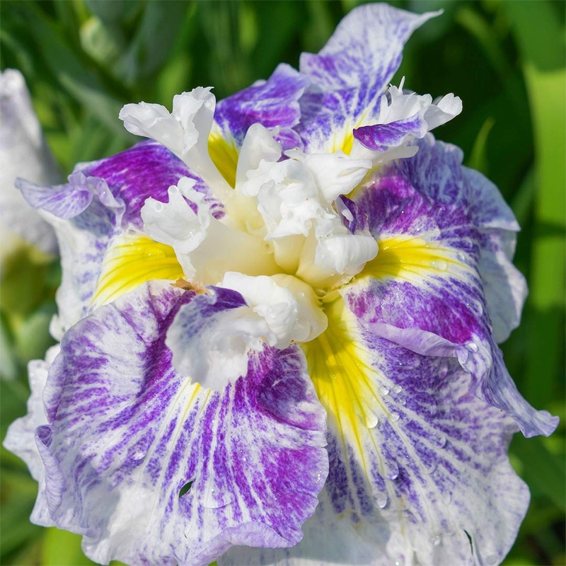 Iris ensata ‘Angel Mountain’|2 litre