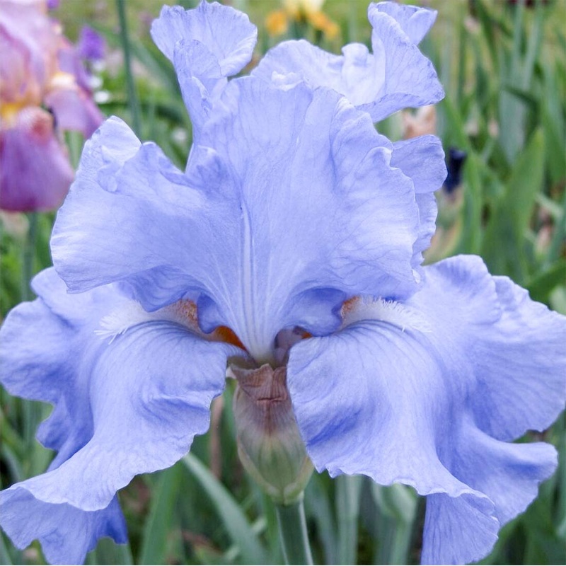 Iris ‘Jane Phillips’|2 litre