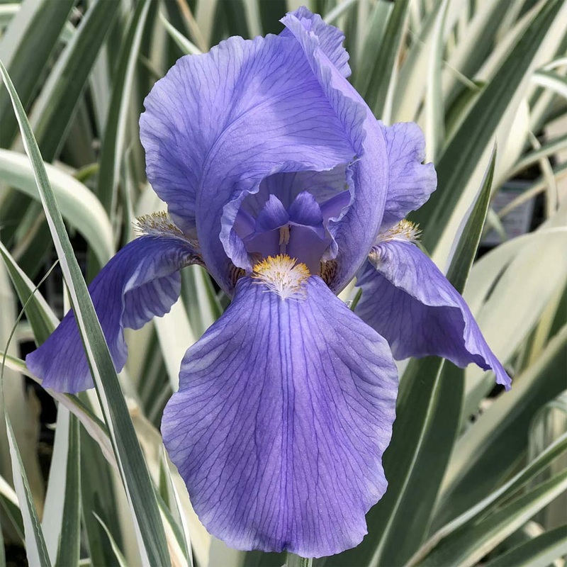 Iris pallida ‘Argentea Variegata’