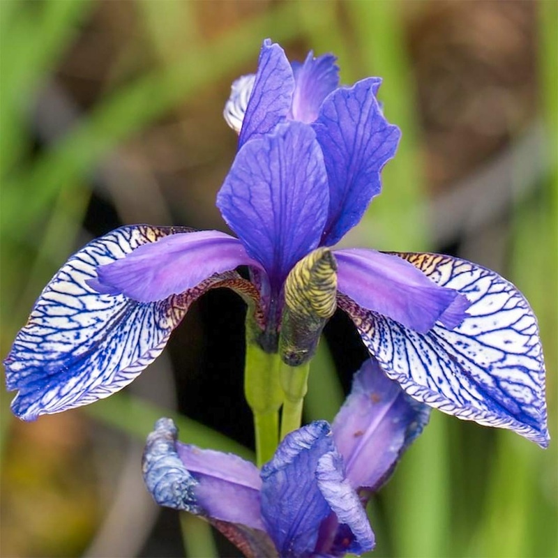 Iris sibirica ‘Flight of Butterflies’