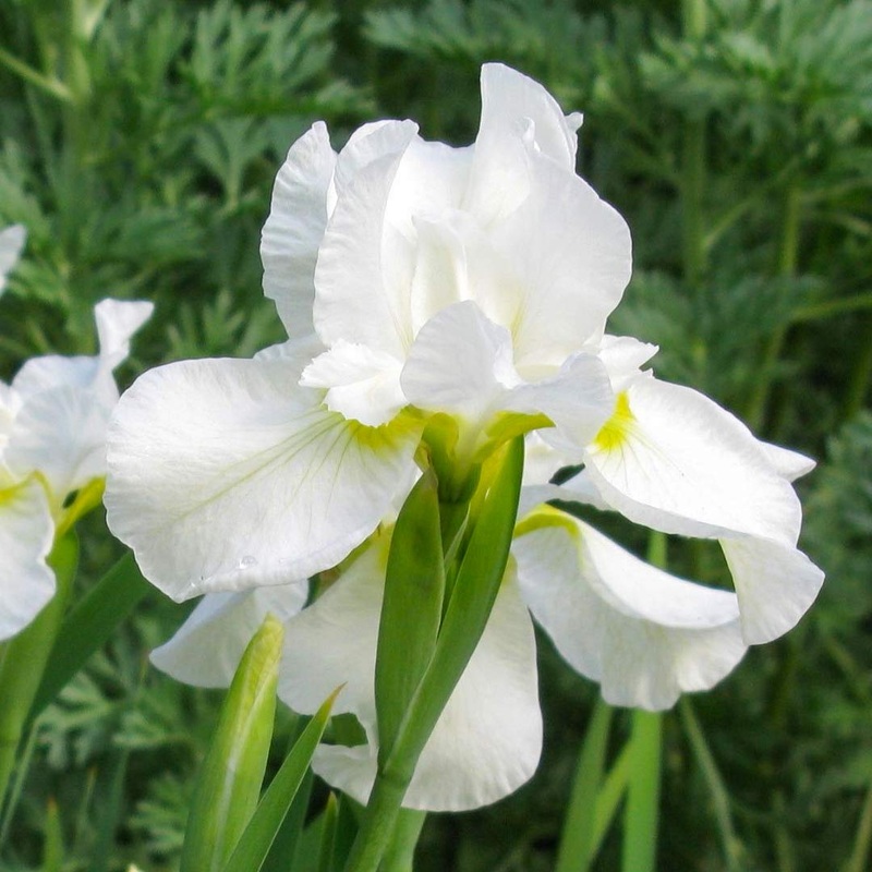 Iris sibirica ‘White Swirl’|2 litre