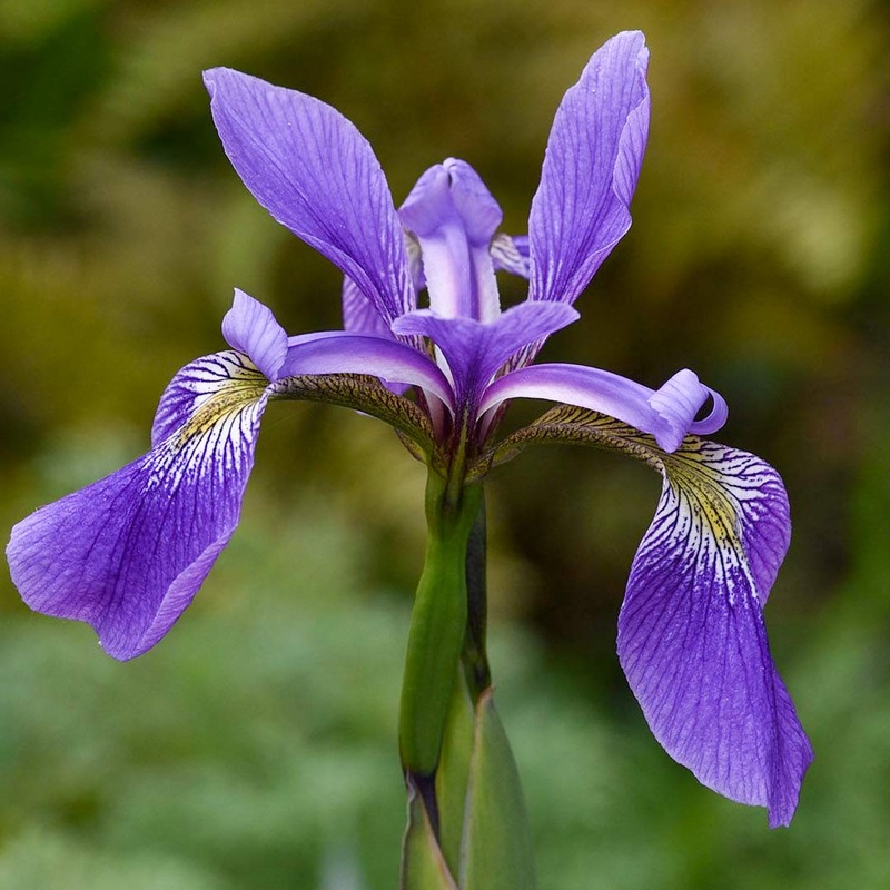Iris x robusta ‘Gerald Darby’|3 litre