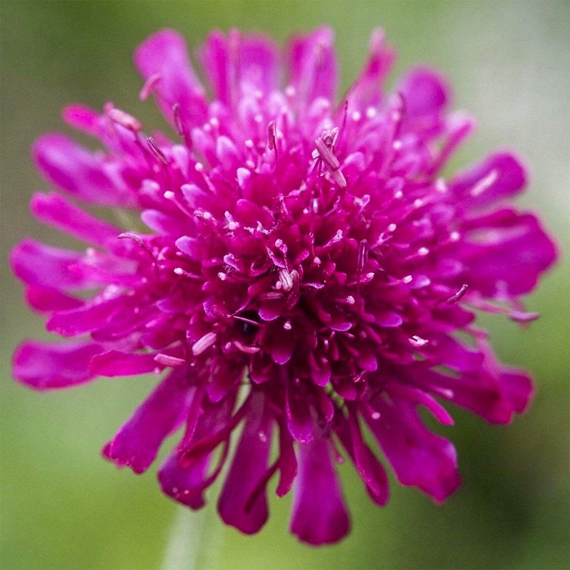 Knautia macedonica|9cm