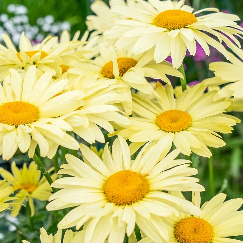 Leucanthemum x superbum ‘Banana Cream’