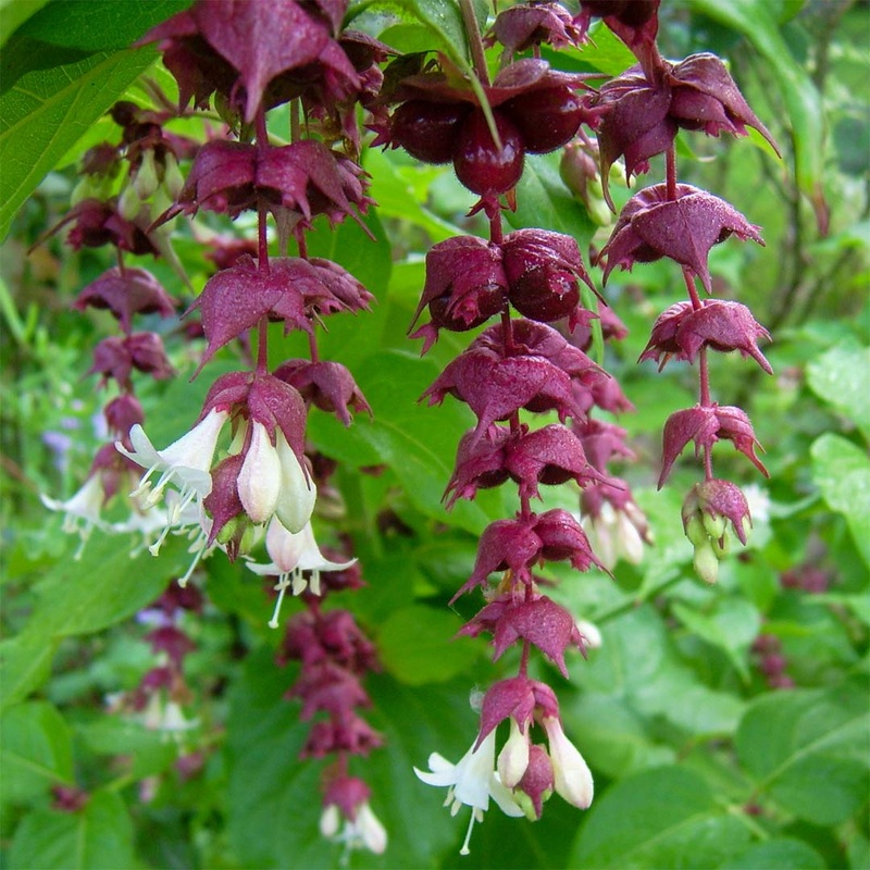 Leycesteria formosa|3 litre