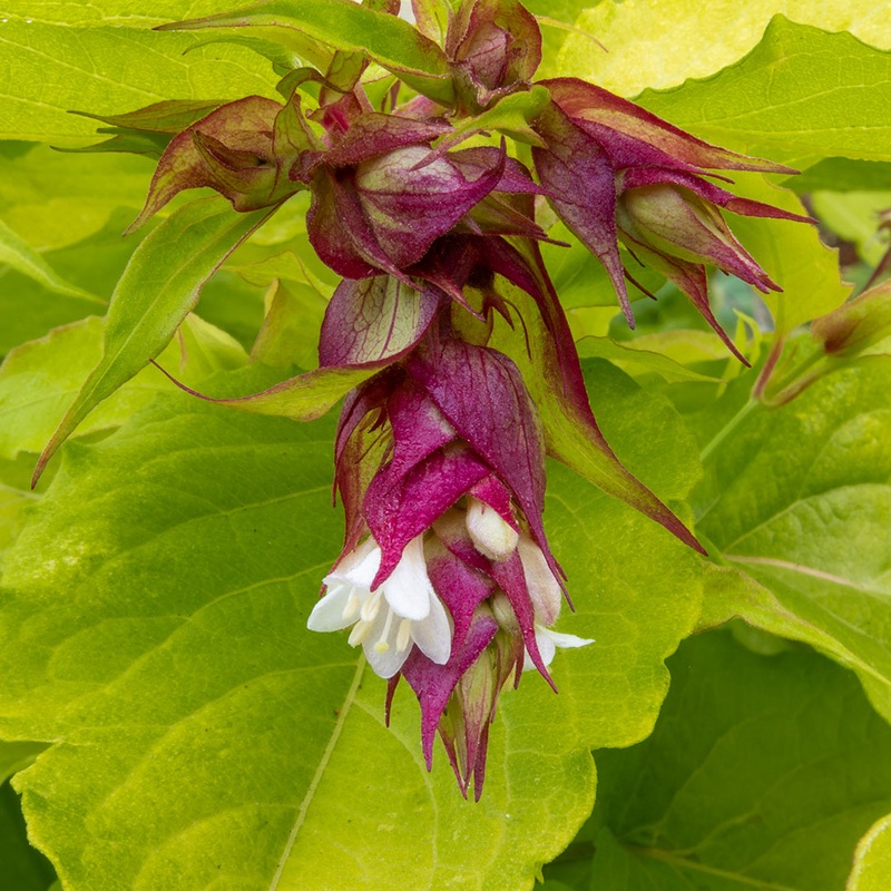 Leycesteria formosa ‘Golden Lanterns’