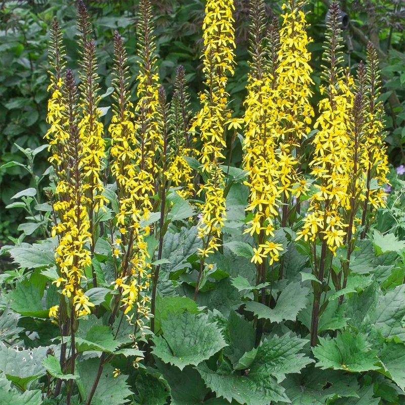 Ligularia ‘Little Rocket’|3 litre