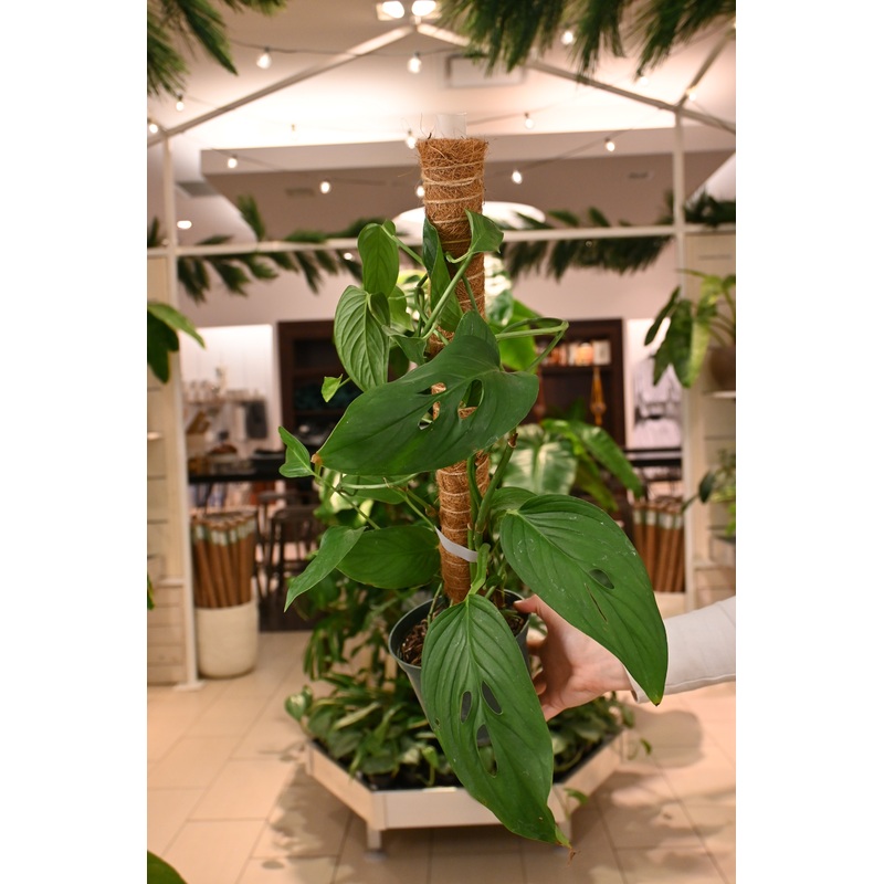 Monstera Lechleriana|6″|6 on moss pole|8″ on Pole *No Shipping*
