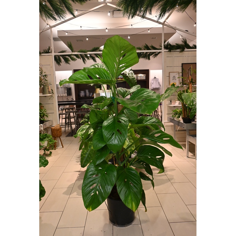 Monstera Lechleriana XL|3gal / 7 gal