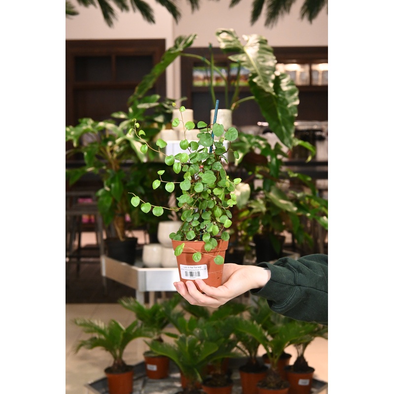 Muehlenbeckia Angel Vine|4″