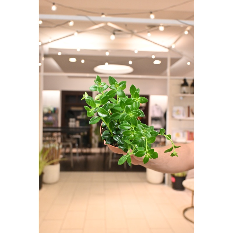 Nematanthus ‘Goldfish Plant’|3″|4″|6″ HB|8″ HB