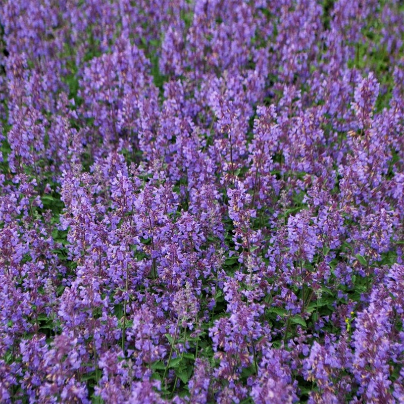 Nepeta racemosa ‘Walker’s Low’
