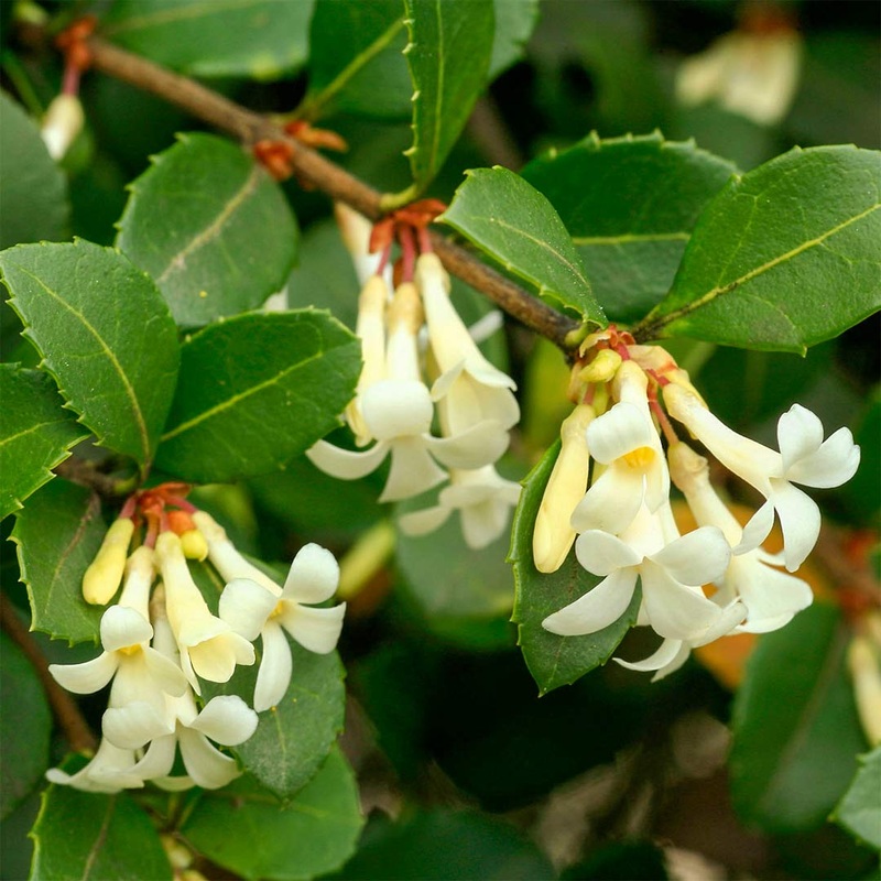 Osmanthus delavayi|2 litre