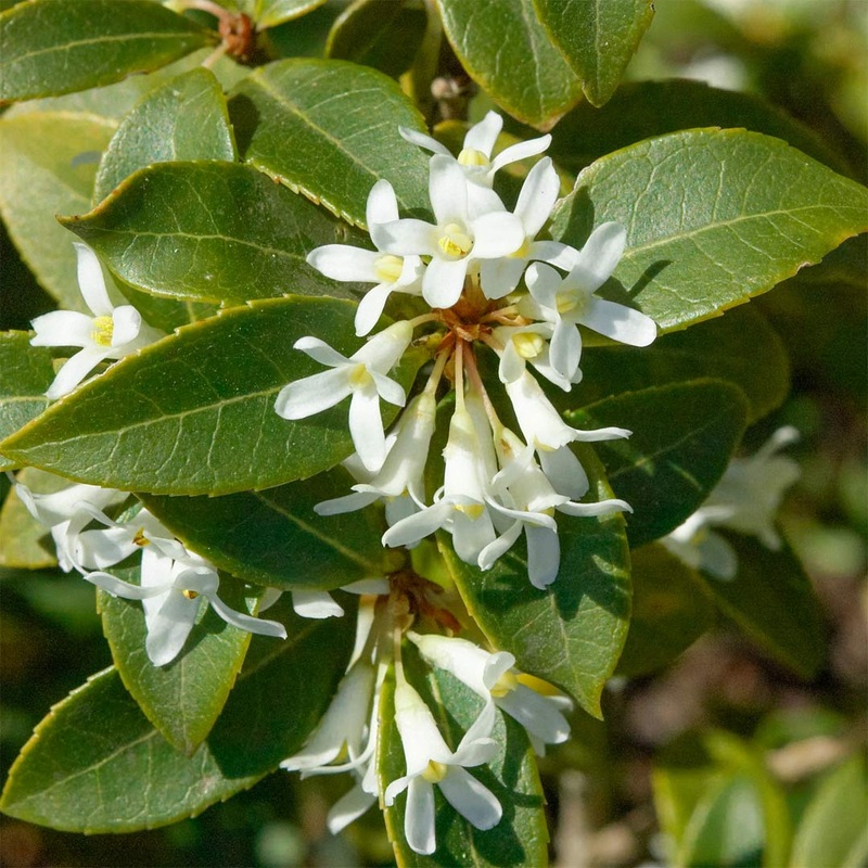 Osmanthus x burkwoodii|2 litre