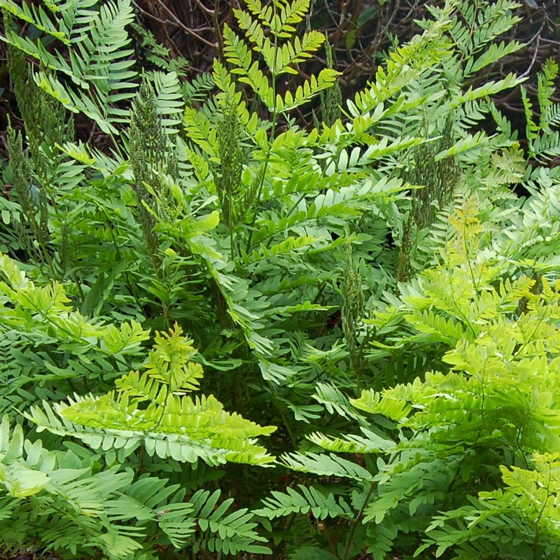 Osmunda regalis|2 litre