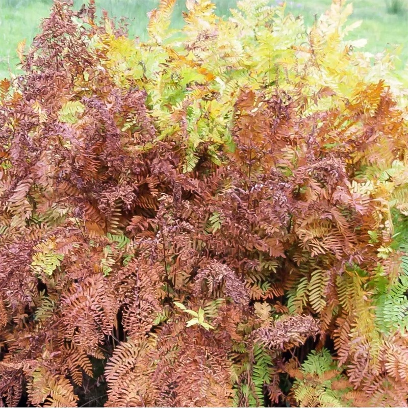 Osmunda regalis ‘Purpurescens’