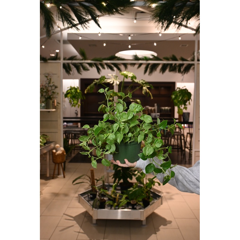 Peperomia Cupid|6″