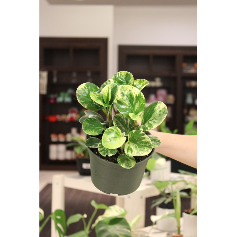 Peperomia Marble|6″