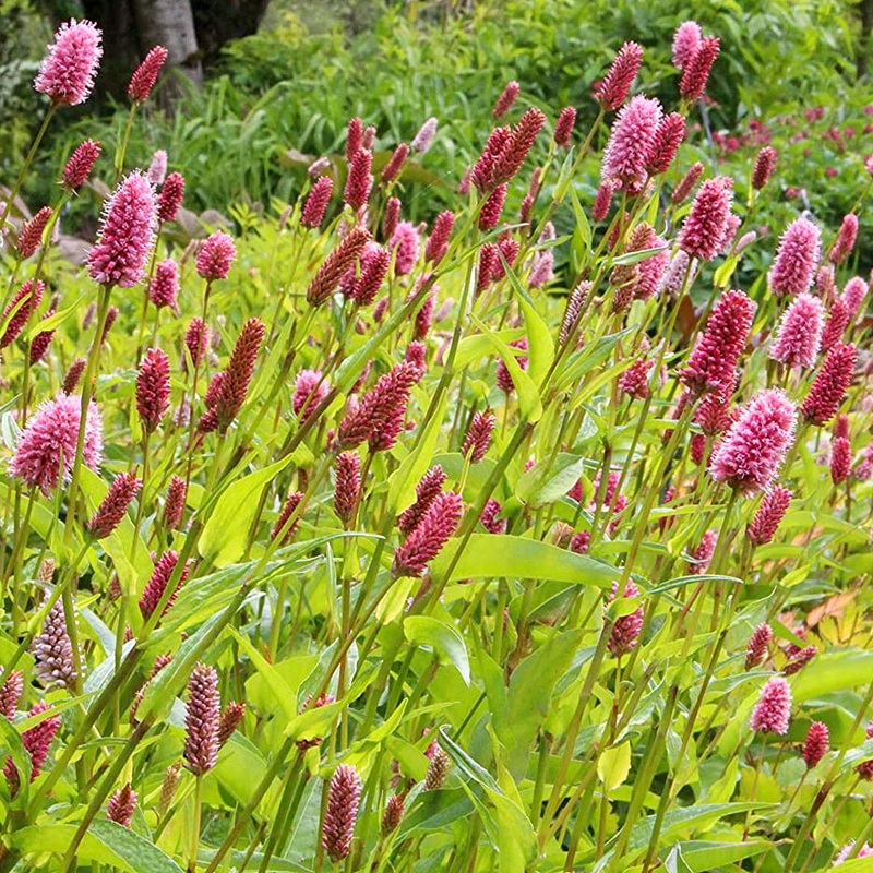 Persicaria bistorta carnea|2 litre