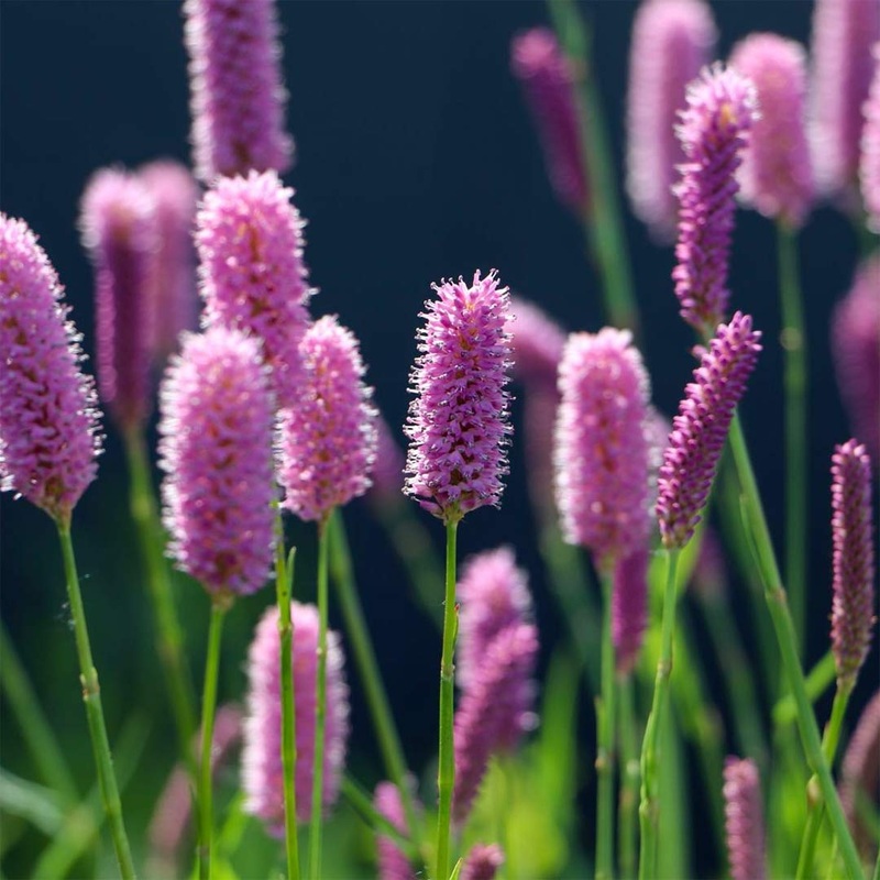 Persicaria bistorta ‘Hohe Tatra’