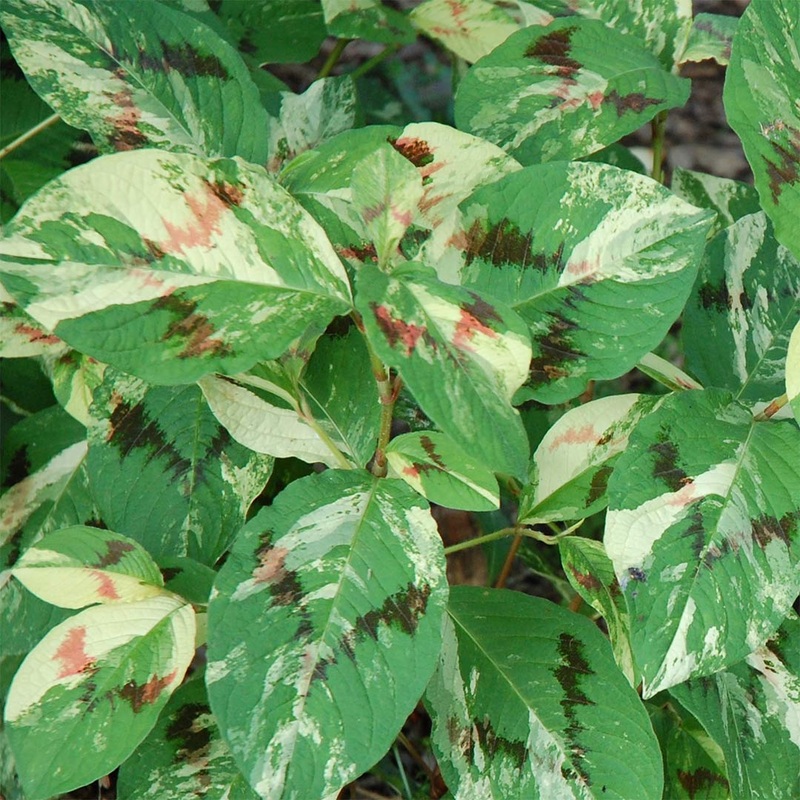 Persicaria virginiana ‘Painter’s Palette’