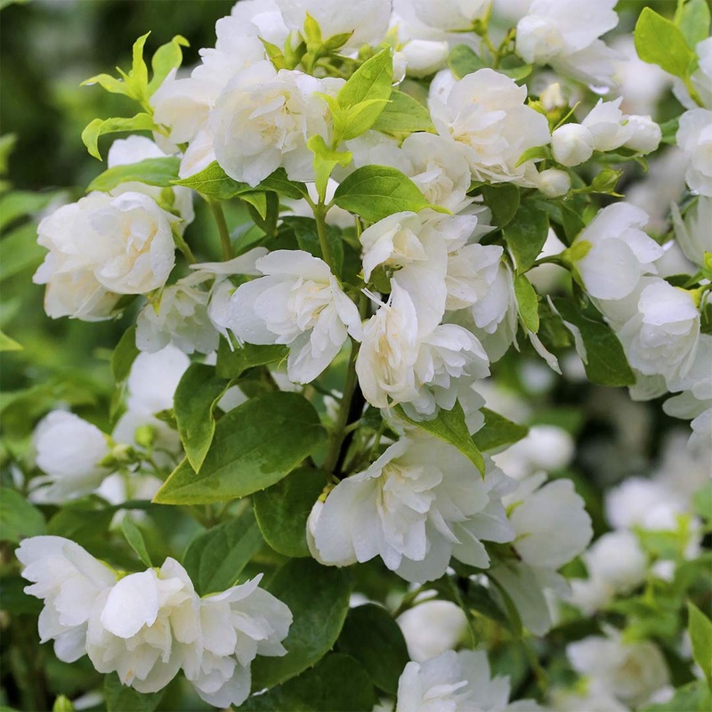 Philadelphus ‘Manteau d’Hermine’