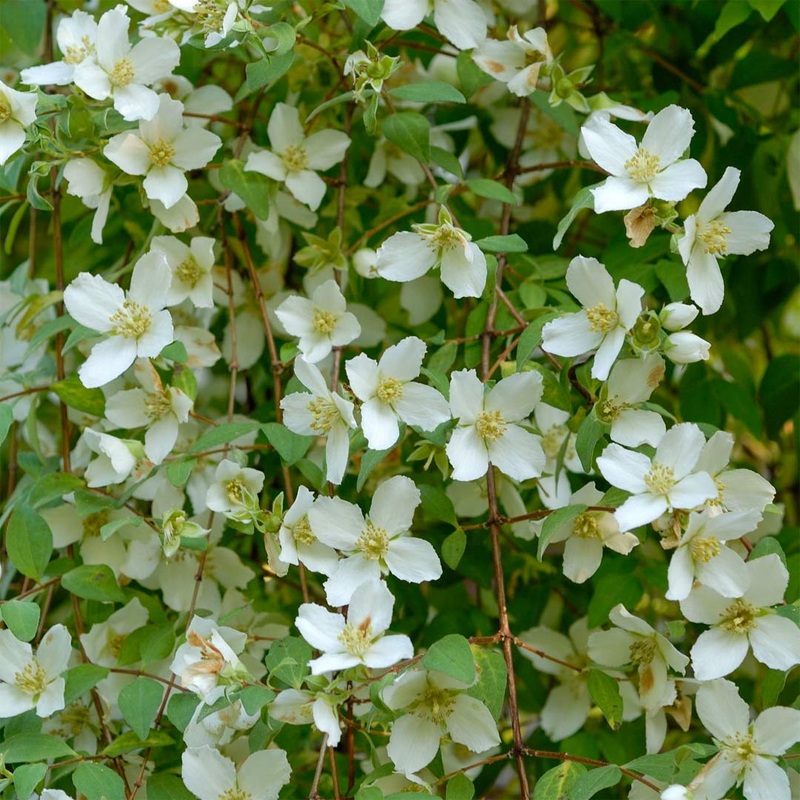 Philadelphus microphyllus|2 litre