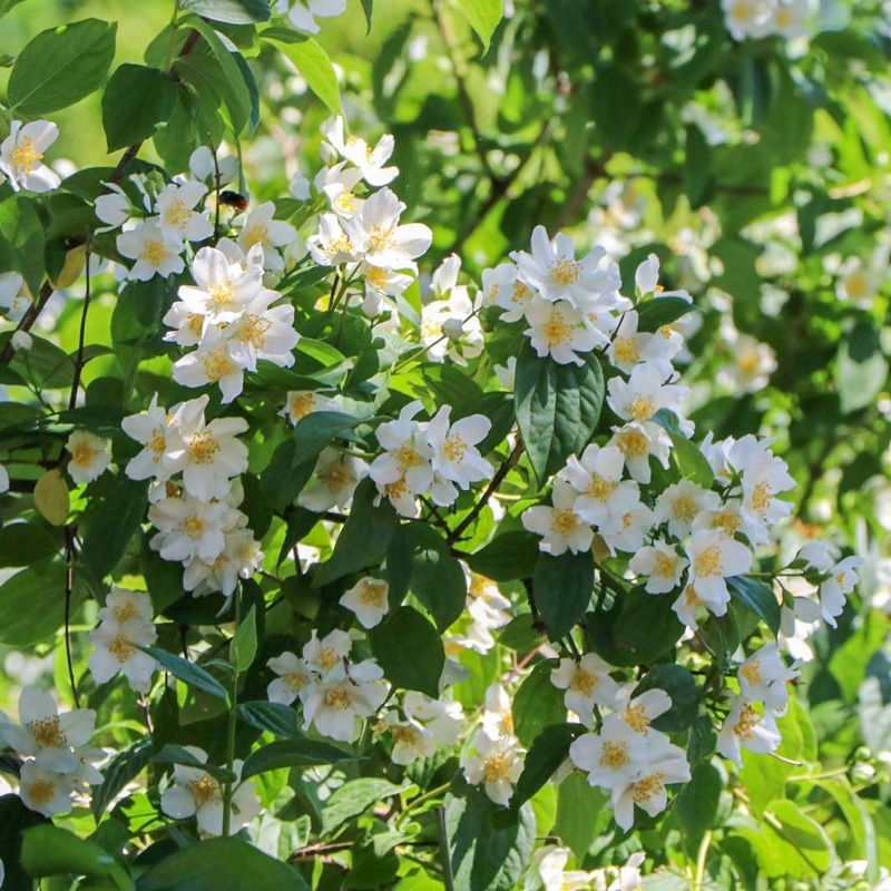 Philadelphus x lemoinei ‘Erectus’