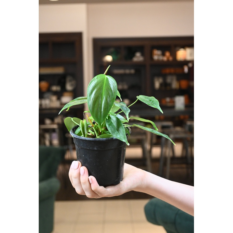 Philodendron Esmeraldense|4″