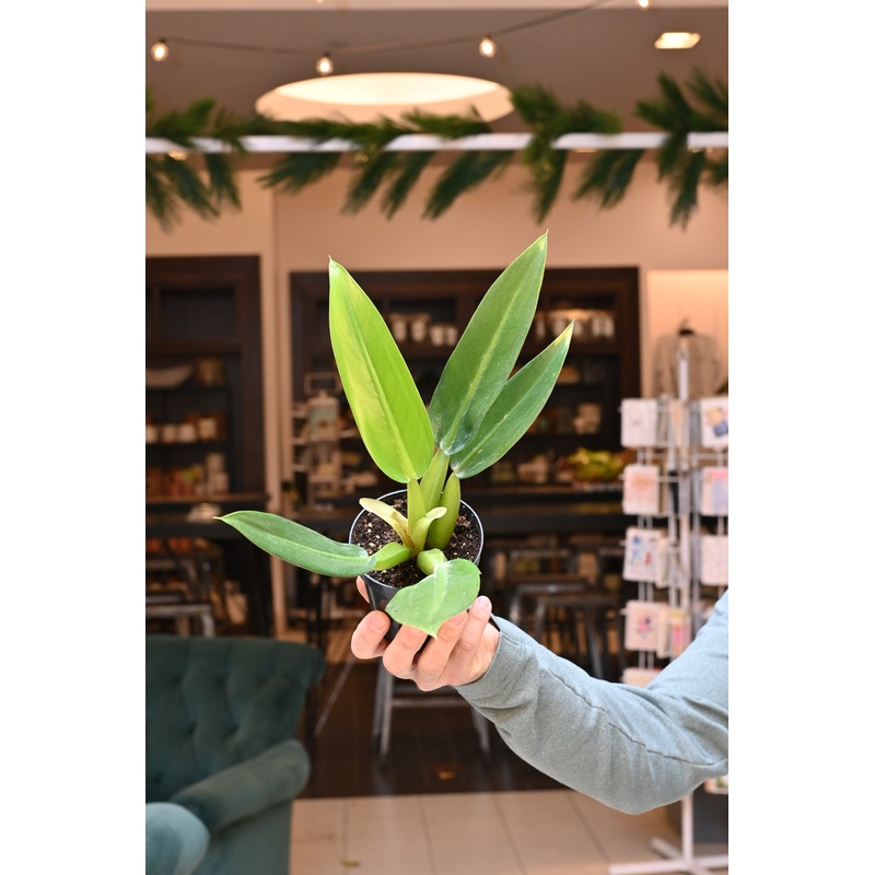 Philodendron Fat Boy|4″