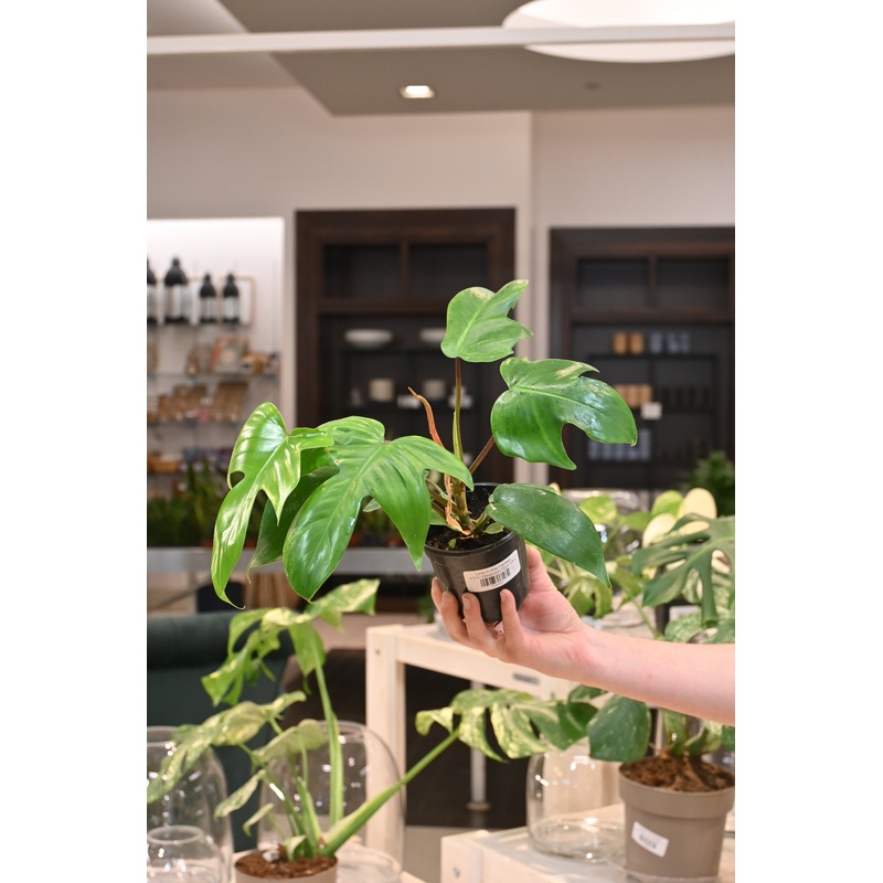 Philodendron Florida Green|4″